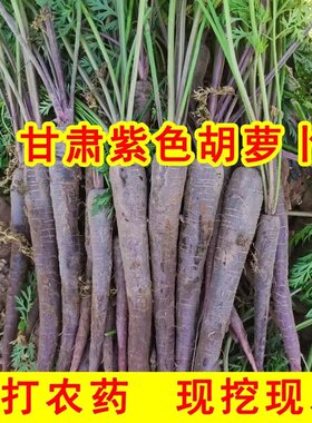 甘肃永昌新鲜沙地水果黑胡萝卜新鲜紫色胡萝卜紫心