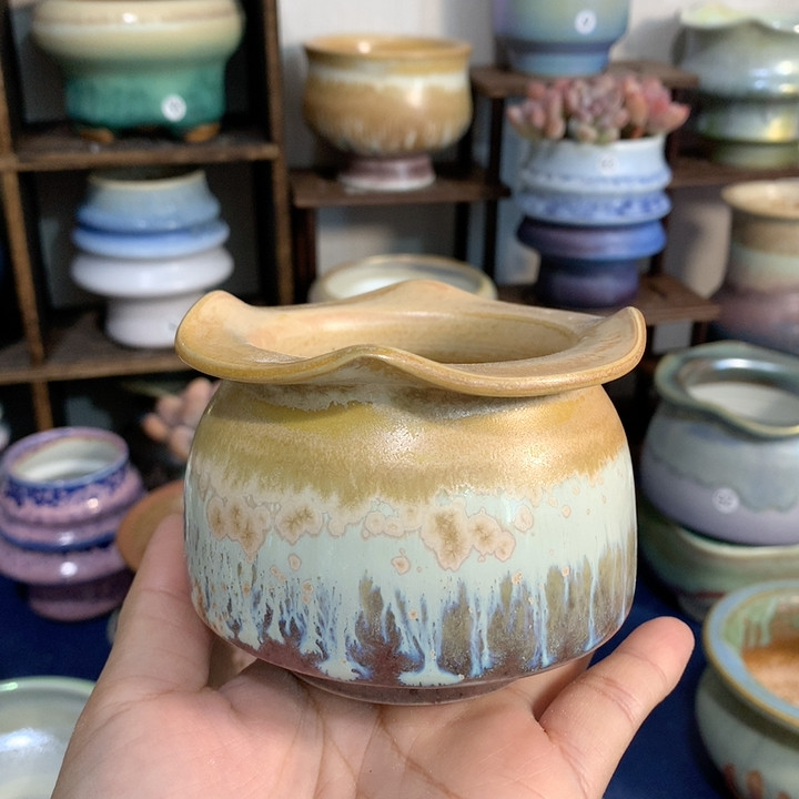 内口6.2,鲜花速递/花卉仿真/绿植园艺,多肉植物,淘宝优惠券,粉丝福利购,淘宝优惠卷