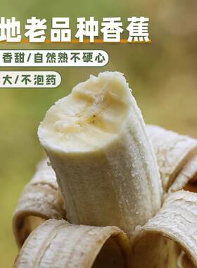 云南高山丑香蕉自然熟香蕉新鲜香蕉小香蕉芝麻蕉甜