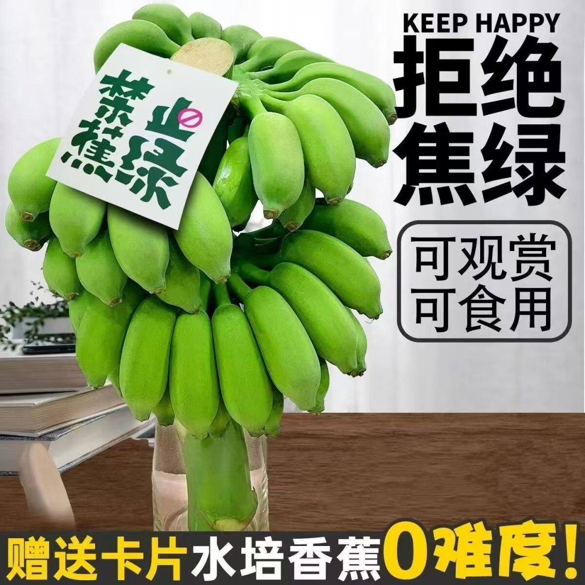 水培香蕉办公室DIY整串小米蕉