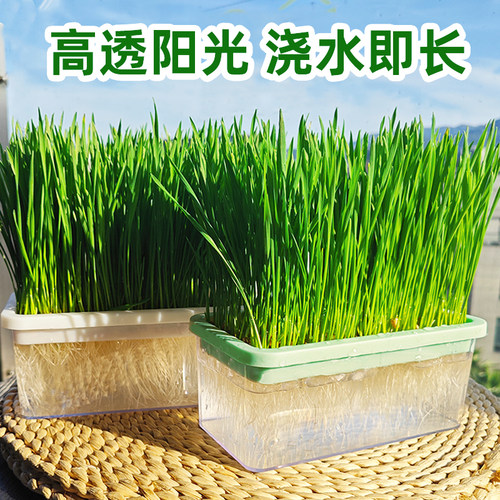 【更大更易种】通透大水培猫草杯