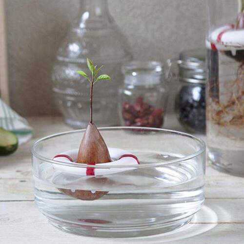 泳圈漂浮种子培育器绿植水培植物