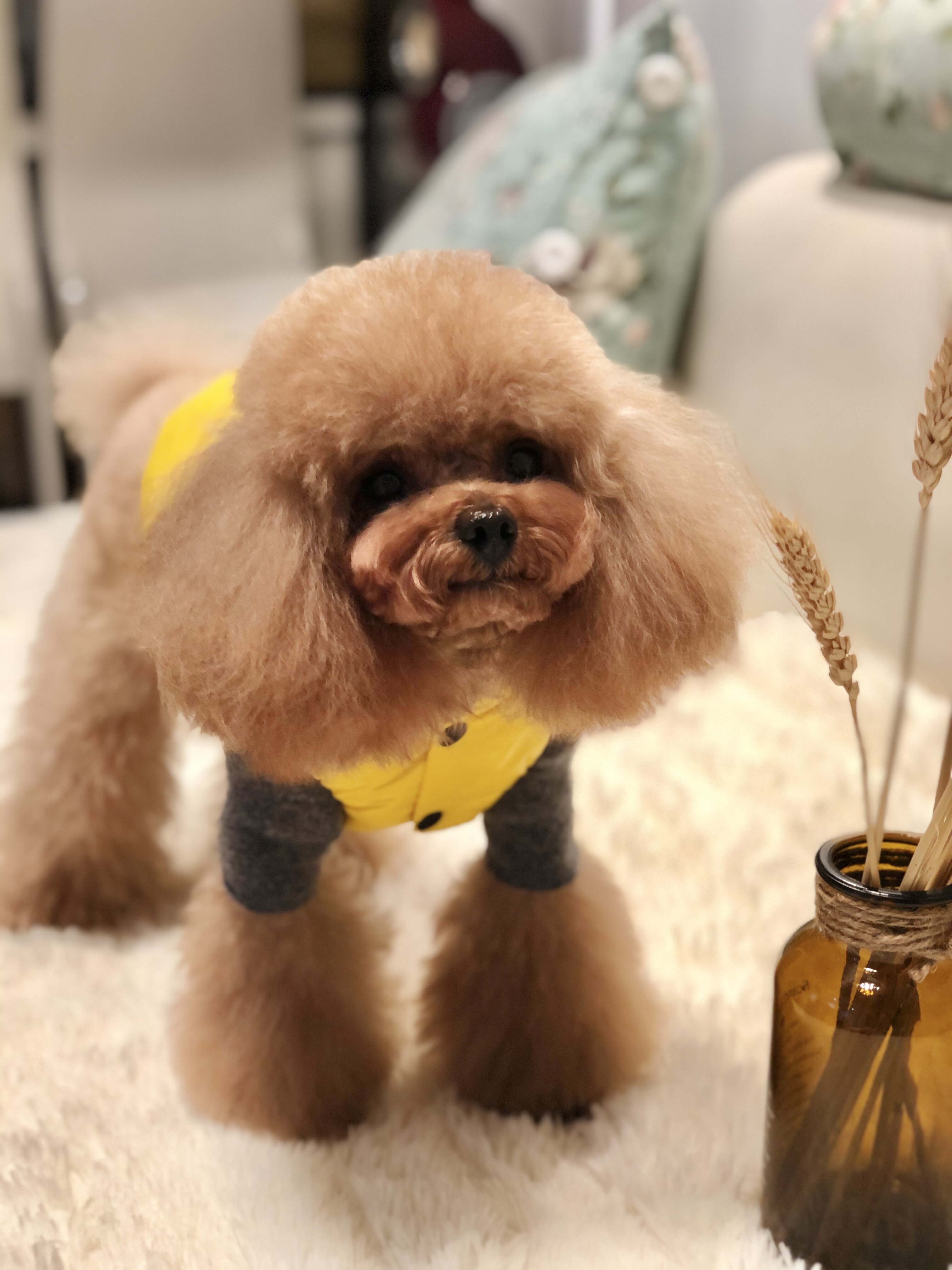 球球家  狗狗心元素  宠物心脏辅酶营养品   店铺VIP 下单专用！|ruв категории животное/Животное питание и принадлежностей, кошка/собака медицинских товаров - от Buy2taobao.com для оказания профессиональной услуги покупки агента Taobao