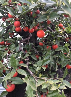 绿植盆栽 荀子 老鸦 栀子花 盆景素材 阳台办公室 四季常青