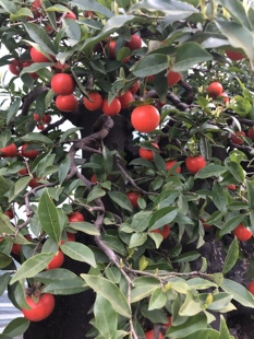 栀子花 老鸦 盆景素材 阳台办公室 常青 绿植盆栽 四季 荀子