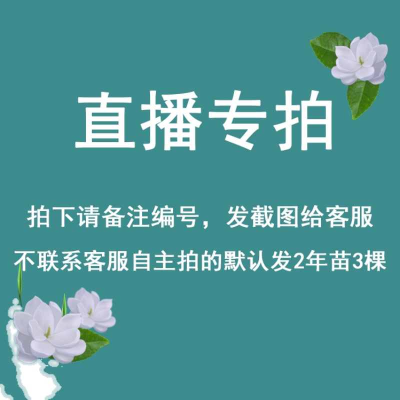 茉莉花直播专拍 鲜花速递/花卉仿真/绿植园艺 其它 原图主图