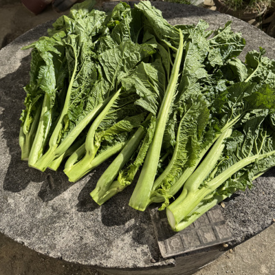 新鲜现砍大菜苔菜芯冲鼻菜