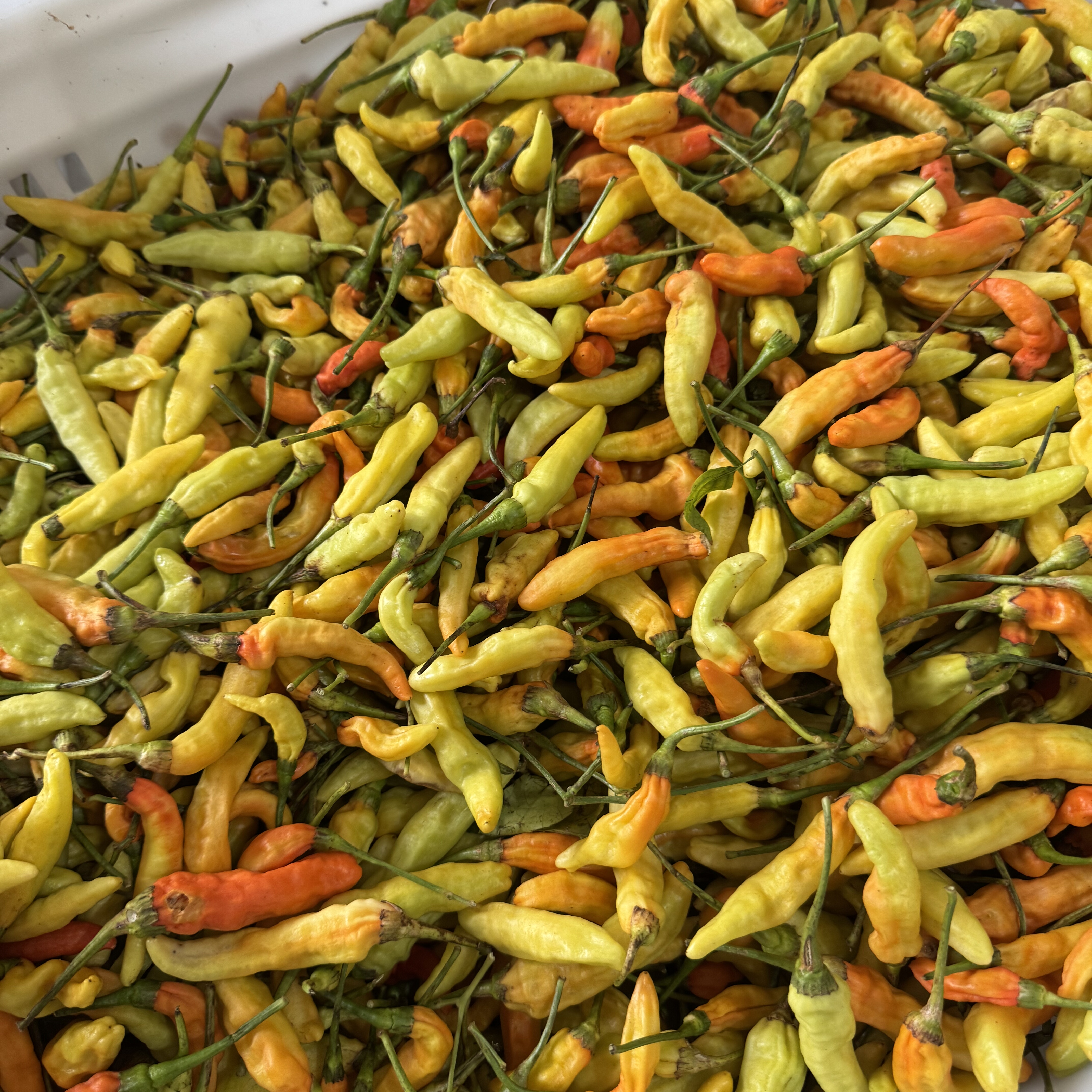 江西赣南特产新鲜朝天椒 特辣皱皮椒十月辣 黄红色指天椒霸王椒