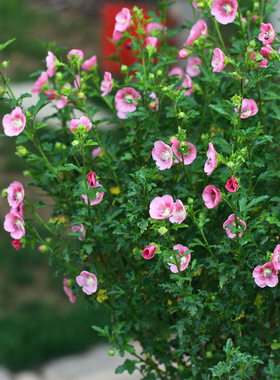 小木槿/粉红色小花植物 勤花阳台耐阴独杆原生棒棒糖盆栽 北阳台