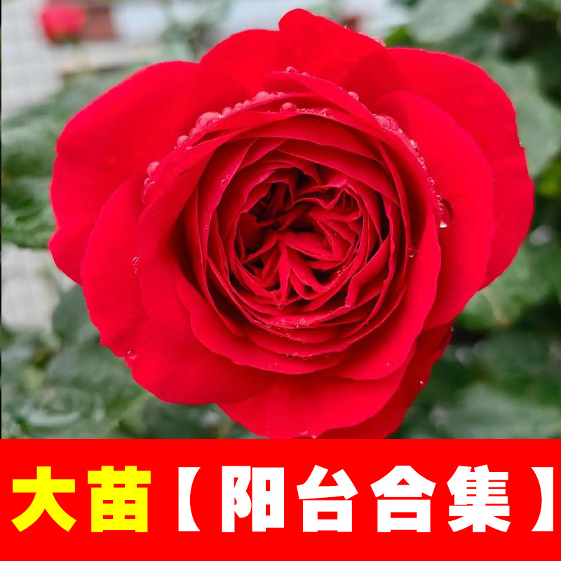 阳台月季苗大合集】三加仑