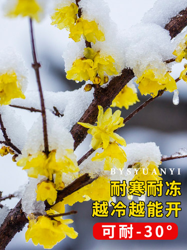 腊梅冬季花卉浓香带花苞