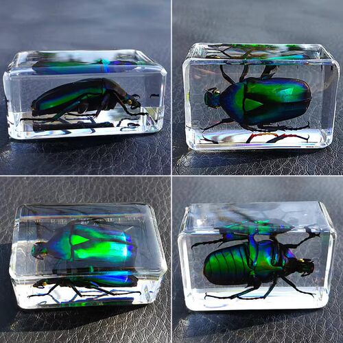 昆虫琥珀标本科教实验教具工艺品