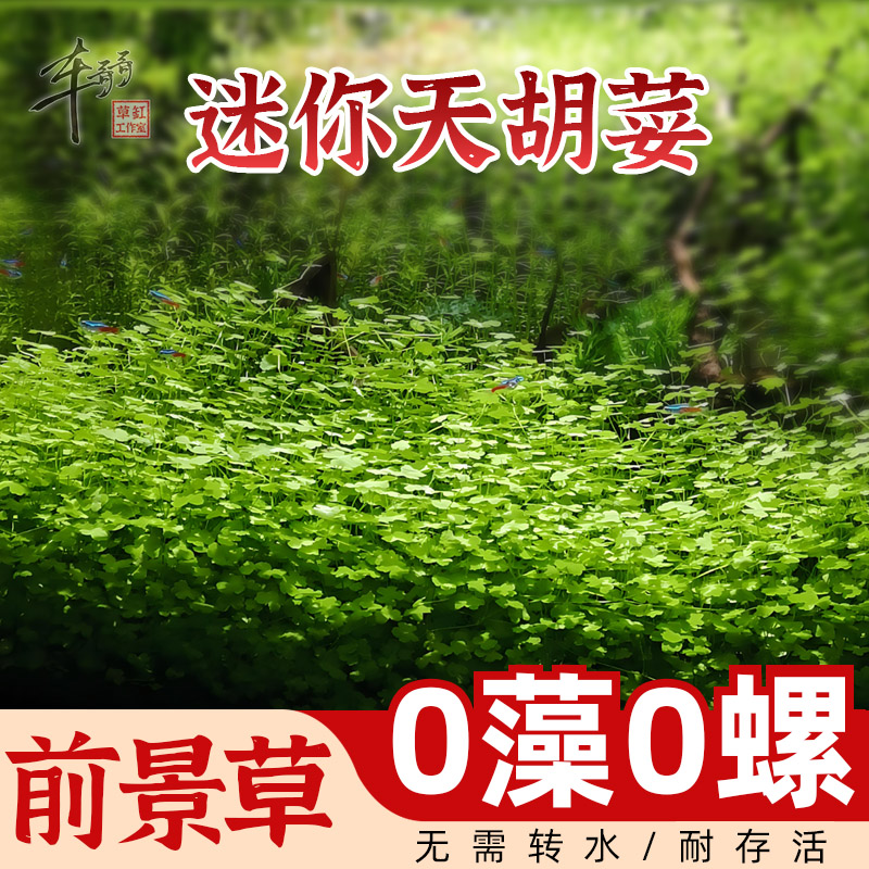 无菌杯水草迷你天胡荽天湖葵铜钱草鱼缸草造景前景新手水下叶