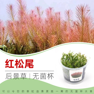 红松尾无菌杯后景草鱼缸草造景水草荷兰景无藻无螺新手易养简单