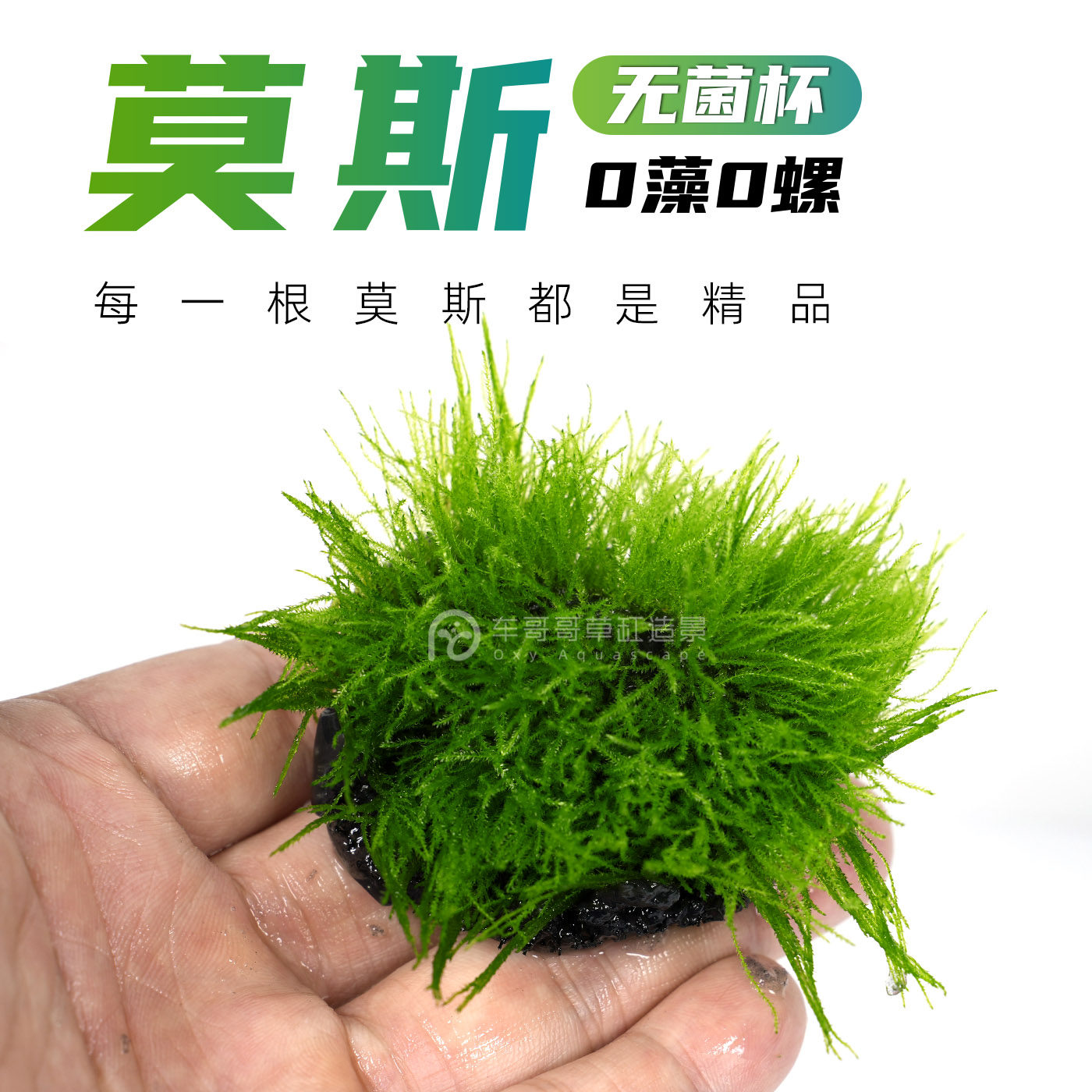无菌杯莫斯树莫丝水草绑沉木新手水草阴性鱼缸植物小三角火焰爪哇
