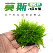 无菌杯莫斯树莫丝水草绑沉木新手水草阴性鱼缸植物小三角火焰爪哇