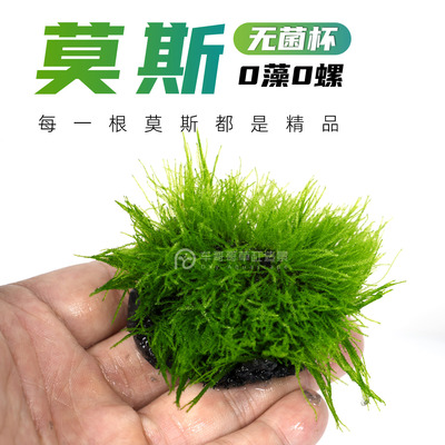 3杯送1杯无菌杯莫斯0藻0螺