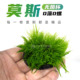 无菌杯莫斯树莫丝水草绑沉木新手水草阴性鱼缸植物小三角火焰爪哇