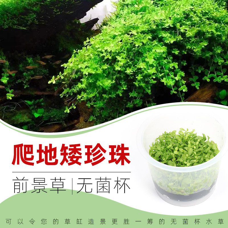 趴地矮珍珠无菌杯水草3杯送1杯