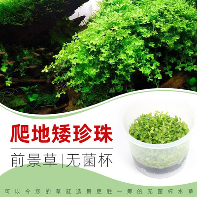趴地矮珍珠无菌杯水草3杯送1杯