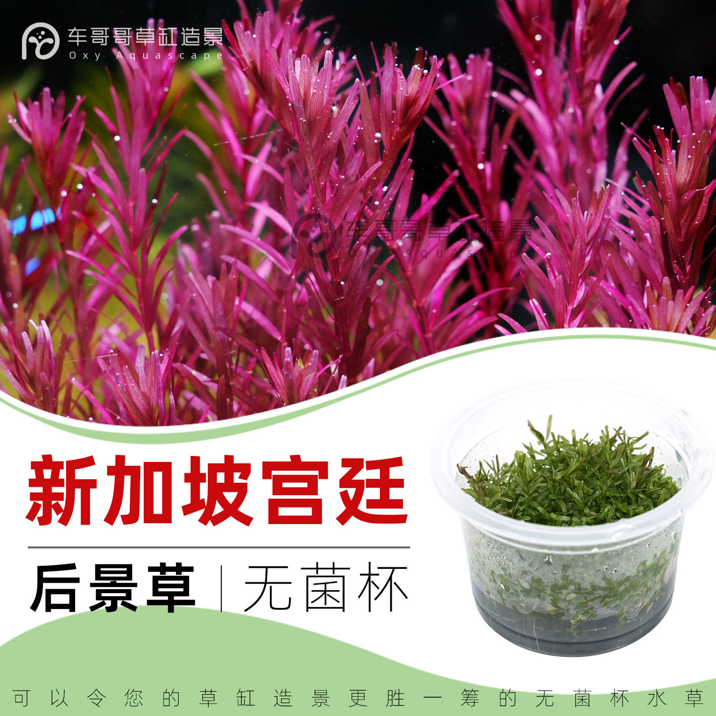 无菌杯水草红草新加坡血红宫廷鱼缸草造景中后景荷兰景红草易发色