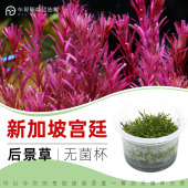 无菌杯水草红草新加坡血红宫廷鱼缸草造景中后景荷兰景红草易发色