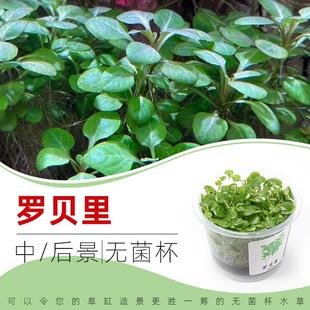 罗贝里无菌杯后景草鱼缸草造景水草荷兰景无藻无螺简单新手水草