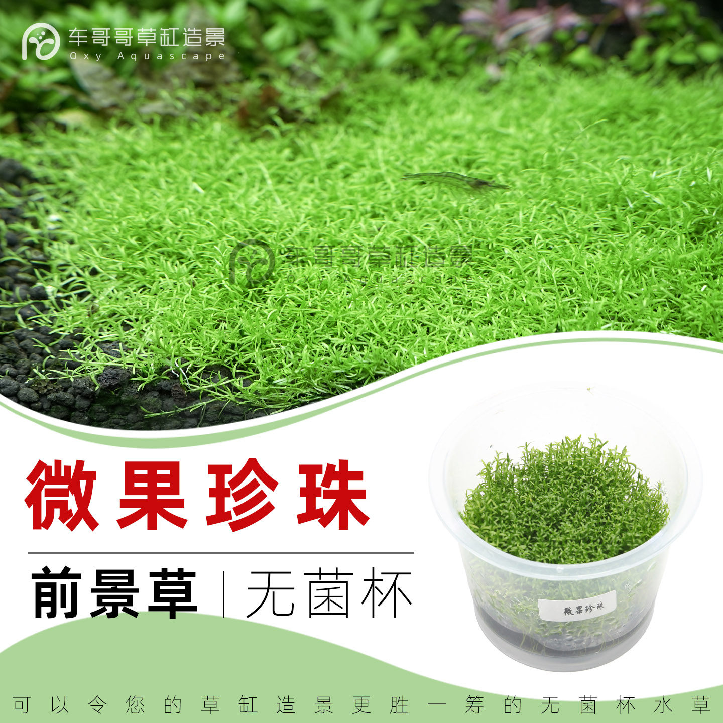 微果珍珠无菌杯前景草坪鱼缸草造景水草荷兰景无藻无螺简单易养,宠物/宠物食品及用品,水草,淘宝优惠券,粉丝福利购,淘宝优惠卷