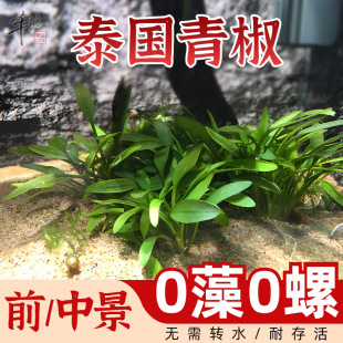 无菌杯水草绿泰国青椒草阴性草鱼缸造景前中景荷兰景新手水下叶