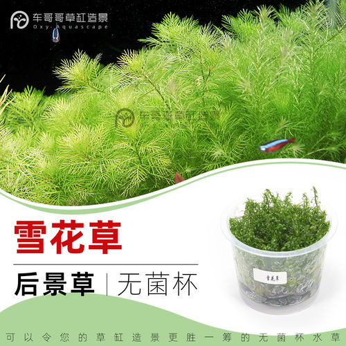 无菌杯水草雪花草3送1