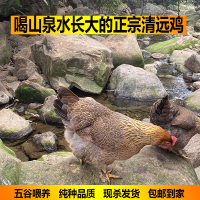 农家深山散养220天正宗清远鸡 走地鸡 一号麻鸡 土鸡新鲜现杀包邮