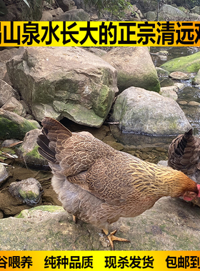 农家深山散养220天正宗清远鸡 走地鸡 一号麻鸡 土鸡新鲜现杀包邮