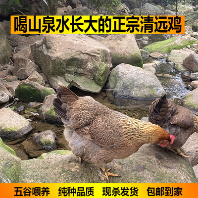 农家深山散养220天正宗清远鸡 走地鸡 一号麻鸡 土鸡新鲜现杀包邮