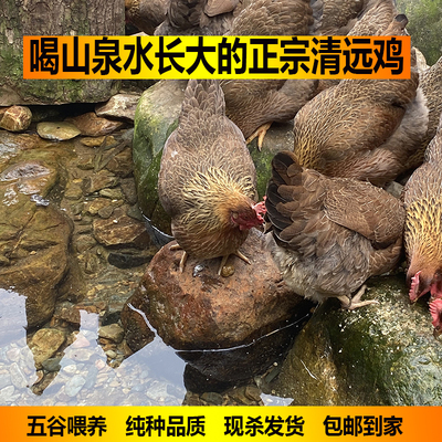 散养一年清远麻鸡老母鸡滋补美味