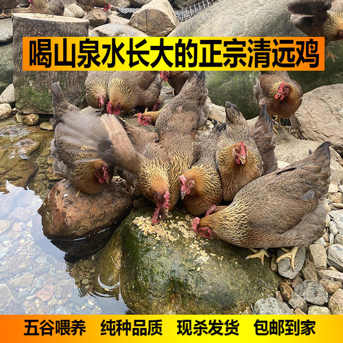 正宗广东清远鸡 走地鸡 一号麻鸡 农家散养土鸡 母鸡整只新鲜现杀
