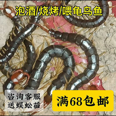 蜈蚣活虫中药材泡酒宠物饲料少棘药用蜈蚣活体快递