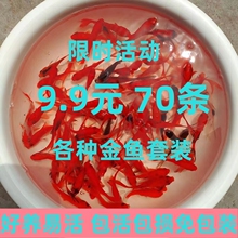 草金鱼苗锦鲤小型鱼活观赏鱼耐活淡水饲料鱼活物好养家养招财冷水