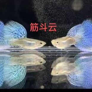 小型凤尾孔雀鱼热带观赏鱼台系大背硬骨兰草尾.缎带大C燕尾.包活