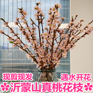 沂蒙山鲜桃花枝遇水开花水培新鲜真桃枝条客厅轻奢插花瓶摆件干花