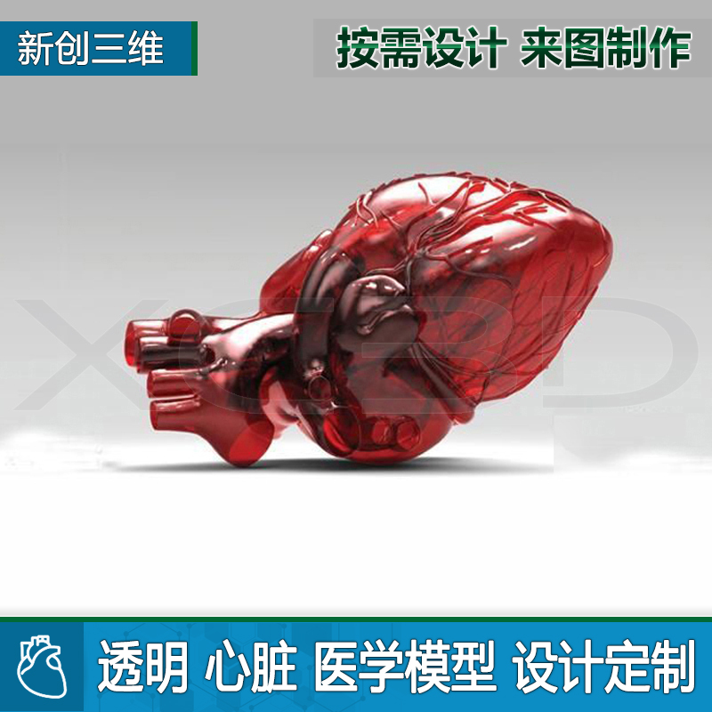 透明心脏教具模型手术模拟定制