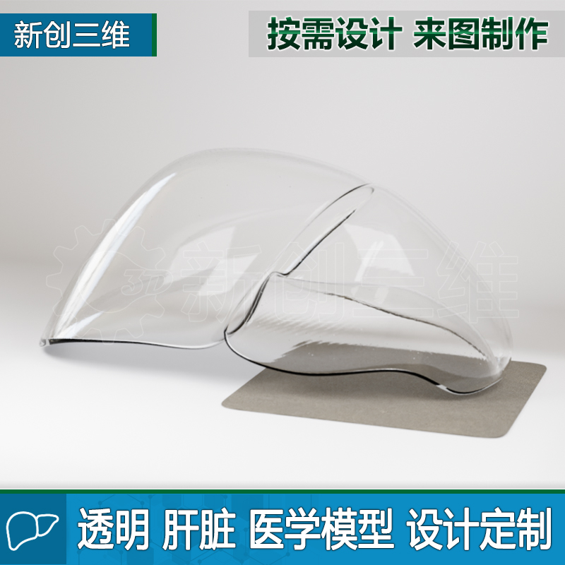 透明肝脏胃部训练模拟定制医疗心脏医学教学教具大脑脑部肺部肾脏