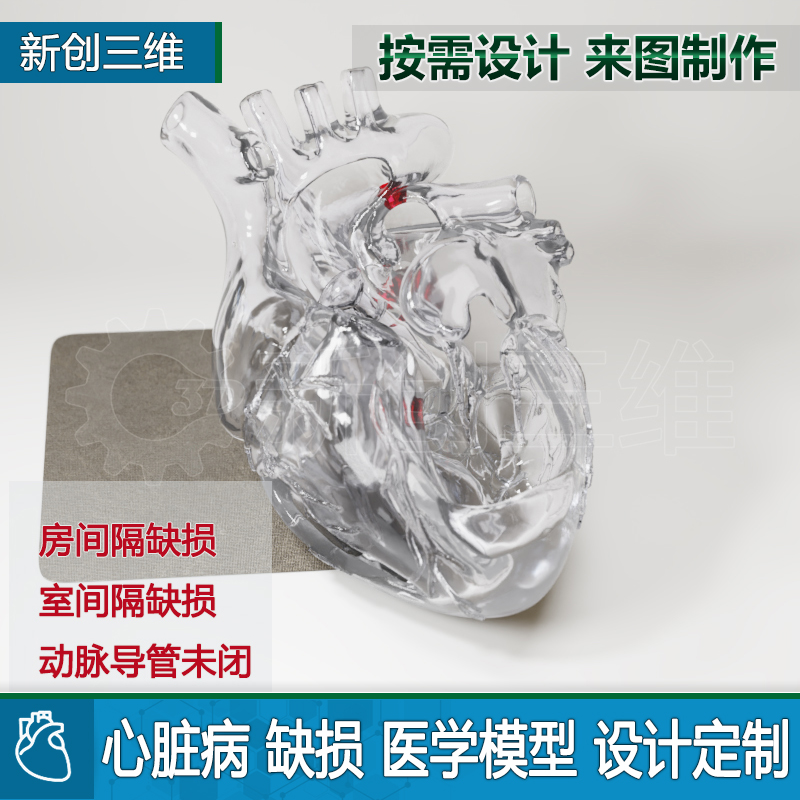 法洛四联症心脏透明模型房间隔缺损动脉导管未闭医学定制教学教具