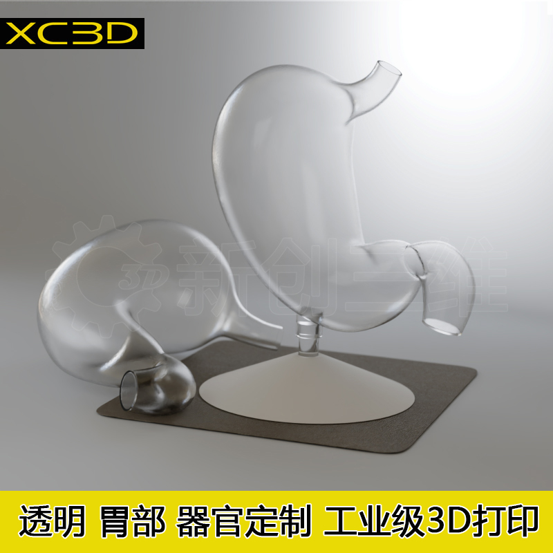 透明胃模型医疗教具定制大脑子宫