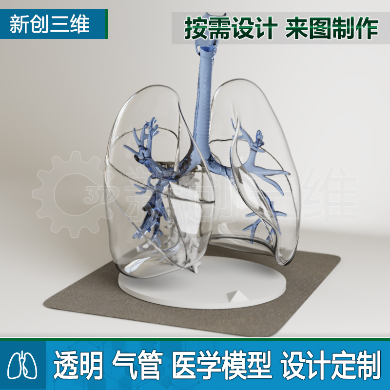 透明支气管肺部模型教学演示医学教学医疗演示肺叶肺部解剖肺组织
