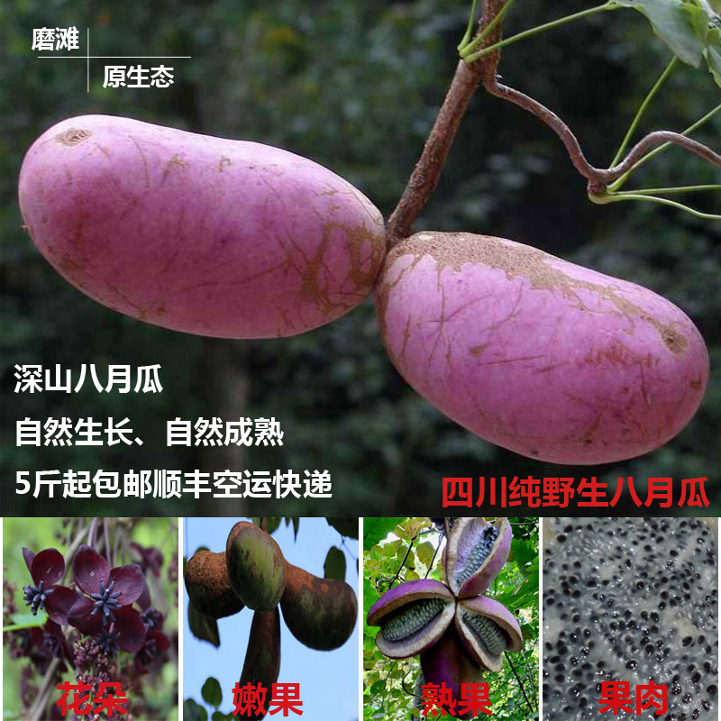 磨滩原生态 四川深山 野生 新鲜八月瓜 一份5斤包顺丰快递