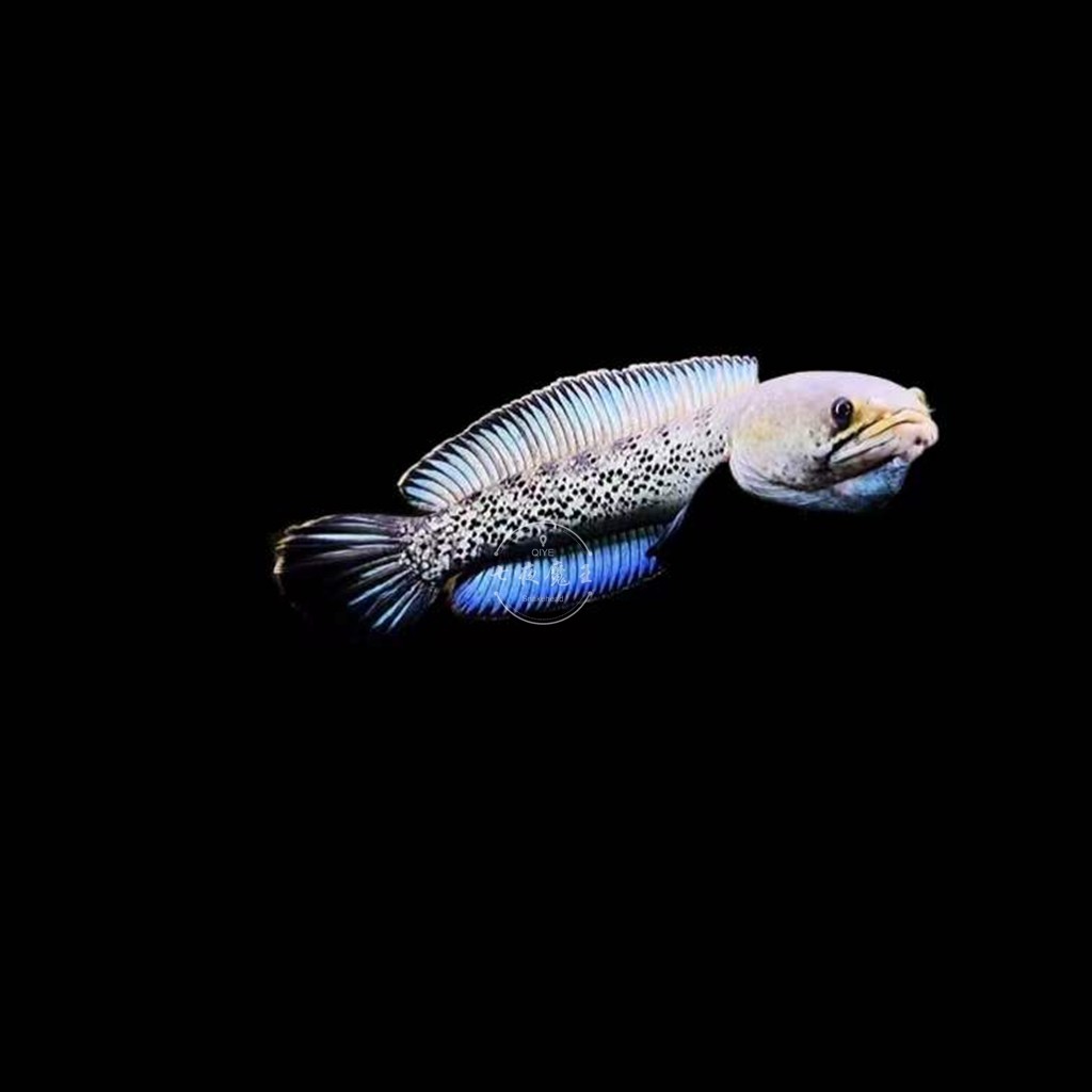 鬼王k流域幻彩蓝宝石雷龙鱼观赏鱼凶猛蓝宝石巴卡雷龙二型热带鱼