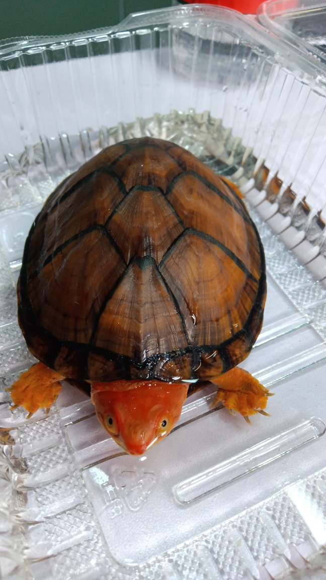 红面  蛋龟  可爱  萌宠   吉祥   乌龟  鸿运当头