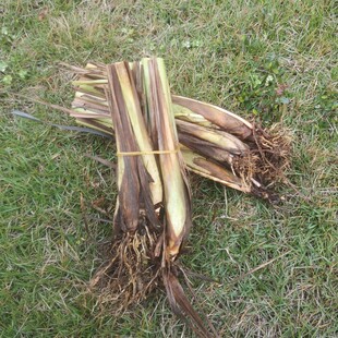 冬阴功汤料 新鲜香茅草苗 柠檬草苗 1份10棵