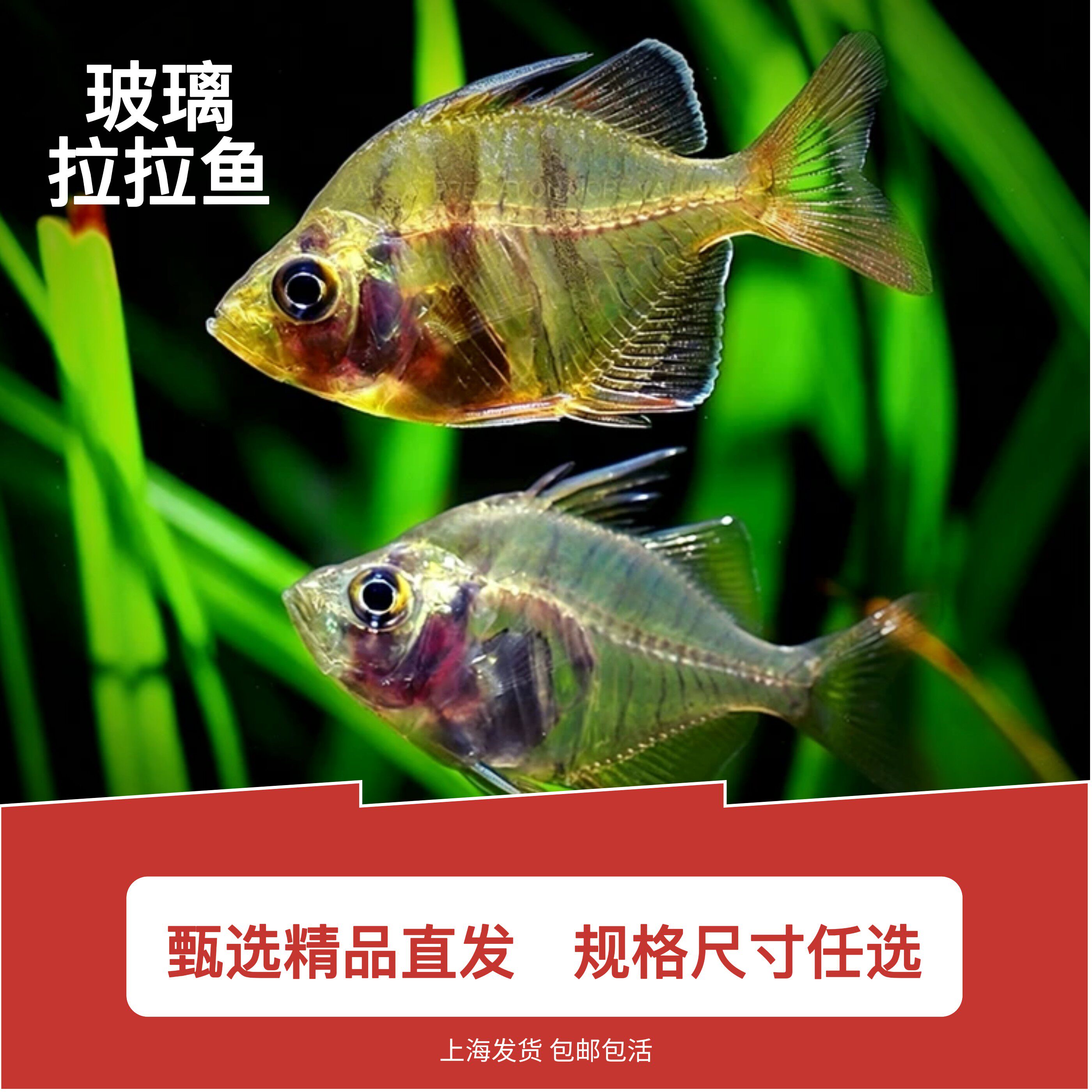 玻璃拉拉鱼透明鱼拉拉玻璃猫热带鱼