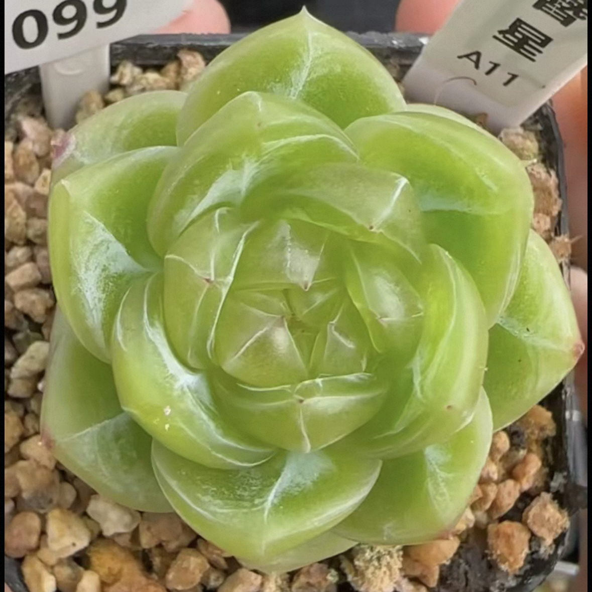 巫拉拉新品-簪星A11 定向繁殖 一物一拍多肉